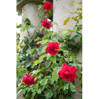 Rosier grimpant  ancien - Etoile de Hollande - ©Roses Guillot®