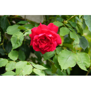 Rosier grimpant  ancien - Etoile de Hollande - ©Roses Guillot®