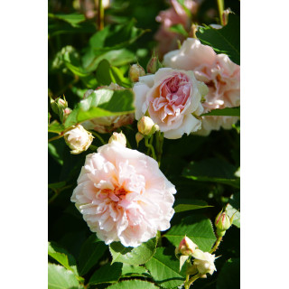 Rosier ancien - Felicia - ©Roses Guillot®