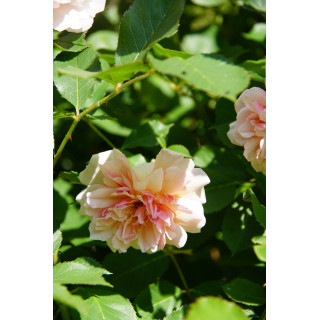 Rosier ancien - Felicia - ©Roses Guillot®