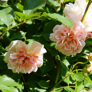 Rosier ancien - Felicia - ©Roses Guillot®
