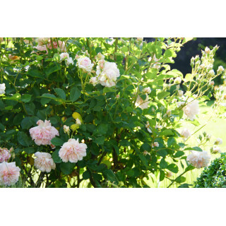 Rosier ancien - Felicia - ©Roses Guillot®