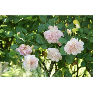 Rosier ancien - Felicia - ©Roses Guillot®