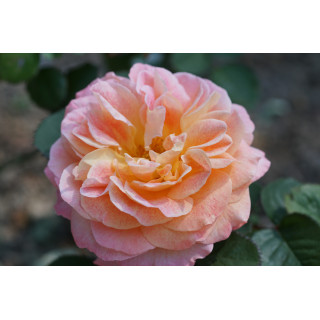 Rosier Guillot® Générosa® - Fiona Gelin® - ©Roses Guillot® 