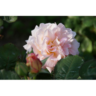 Rosier Guillot® Générosa® - Fiona Gelin® - ©Roses Guillot® 