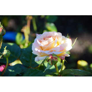 Rosier Guillot® Générosa® - Fiona Gelin® - ©Roses Guillot® 