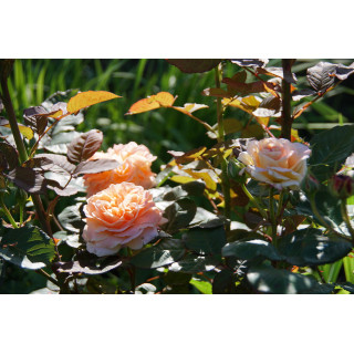 Rosier Guillot® Générosa® - Fiona Gelin® - ©Roses Guillot® 