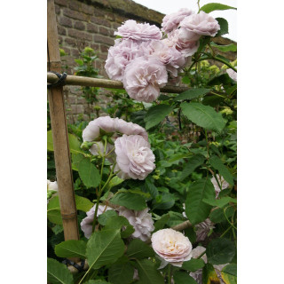 Rosier Guillot® Générosa® - Florence Delattre -©Roses Guillot®