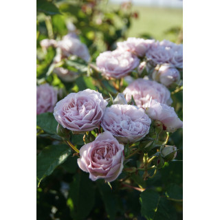 Rosier Guillot® Générosa® - Florence Delattre -©Roses Guillot®