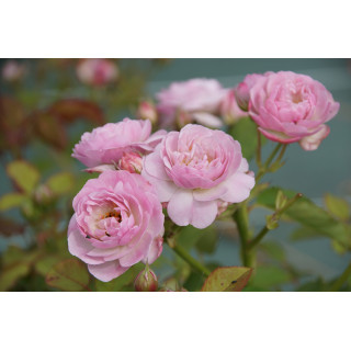 Rosier Guillot® Générosa® - Florence Delattre -©Roses Guillot®