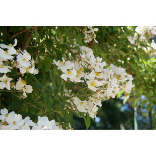 Francis E. Lester  - Rosier ancien liane - ©Roses Guillot®