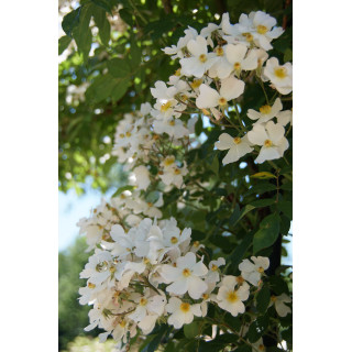 Francis E. Lester  - Rosier ancien liane - ©Roses Guillot®