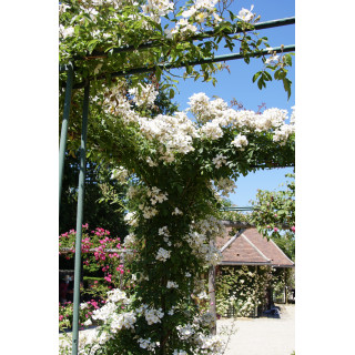 Francis E. Lester  - Rosier ancien liane - ©Roses Guillot®
