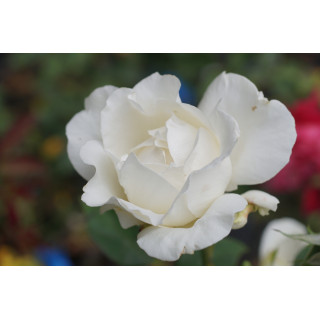 Rosier Guillot® Grande fleurs - Frédéric Dard® - ©Roses Guillot®