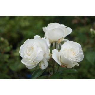 Rosier Guillot® Grande fleurs - Frédéric Dard® - ©Roses Guillot®