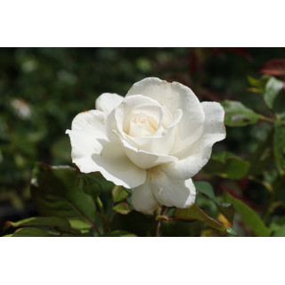 Rosier Guillot® Grande fleurs - Frédéric Dard® - ©Roses Guillot®