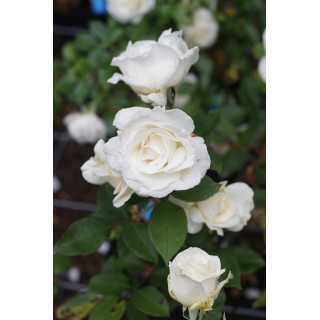 Rosier Guillot® Grande fleurs - Frédéric Dard® - ©Roses Guillot®