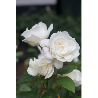 Rosier Guillot® Grande fleurs - Frédéric Dard® - ©Roses Guillot®