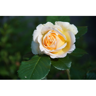 Rosier Guillot® Générosa® - Geneviève Orsi® - ©Roses Guillot®