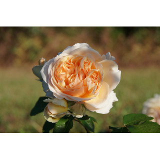 Rosier Guillot® Générosa® - Geneviève Orsi® - ©Roses Guillot®