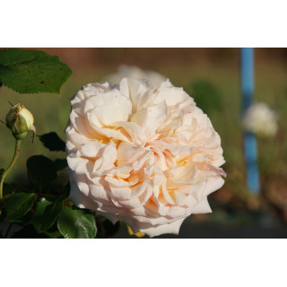 Rosier Guillot® Générosa® - Geneviève Orsi® - ©Roses Guillot®