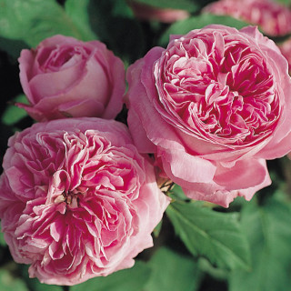 Rosier ancien - Yolande d'Aragon