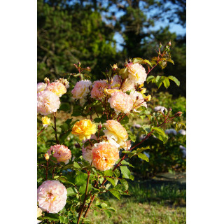 Rosier Générosa® - Georges Denjean® - ©Roses Guillot®