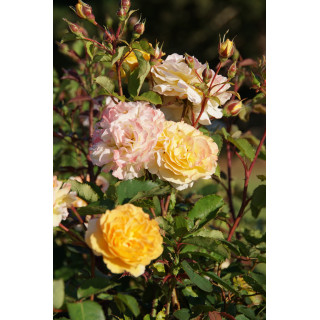 Rosier Générosa® - Georges Denjean® - ©Roses Guillot®