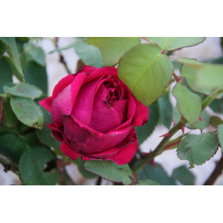 Rosier Guillot® Grande Fleur - Georges Duboeuf® - ©Roses Guillot®