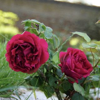 Rosier Guillot® Grande Fleur - Georges Duboeuf® - ©Roses Guillot®