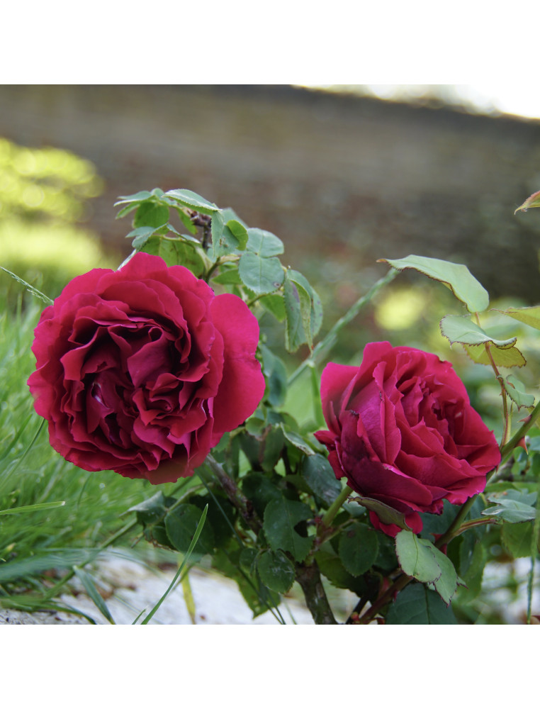 Rosier Guillot® Grande Fleur - Georges Duboeuf® - ©Roses Guillot®