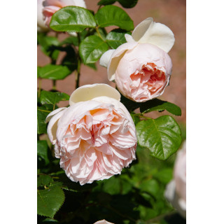 Rosier Guillot® Générosa® - GUILLOT N°1 - ©Roses Guillot®