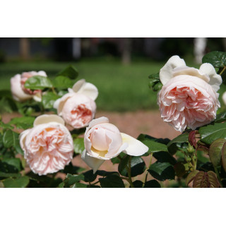 Rosier Guillot® Générosa® - GUILLOT N°1 - ©Roses Guillot®