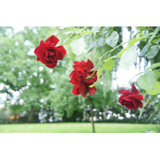 Rosier ancien grimpant - Guinée - ©Roses Guillot®