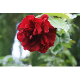 Rosier ancien grimpant - Guinée - ©Roses Guillot®
