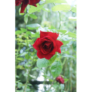 Rosier ancien grimpant - Guinée - ©Roses Guillot®