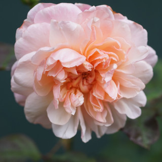 Rosier Ancien Guillot® - Irène Watts - ©Roses Guillot©