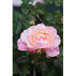 Rosier Ancien Guillot® - Irène Watts - ©Roses Guillot©