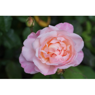 Rosier Ancien Guillot® - Irène Watts - ©Roses Guillot©