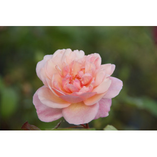 Rosier Ancien Guillot® - Irène Watts - ©Roses Guillot©