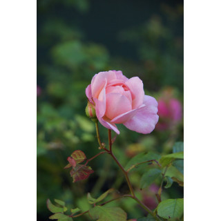Rosier Ancien Guillot® - Irène Watts - ©Roses Guillot©
