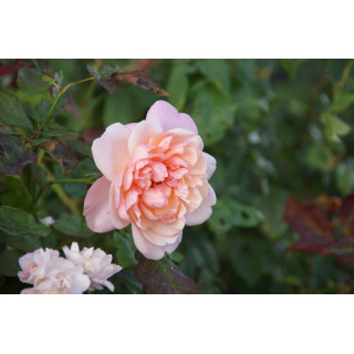 Rosier Ancien Guillot® - Irène Watts - ©Roses Guillot©
