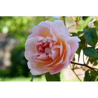 Rosier Ancien Guillot® - Irène Watts - ©Roses Guillot©