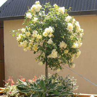 DECOROSIERS Celina Tige®