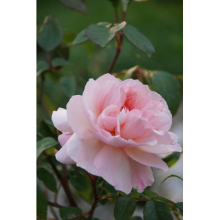 Rosier Ancien Guillot® - Irène Watts - ©Roses Guillot©