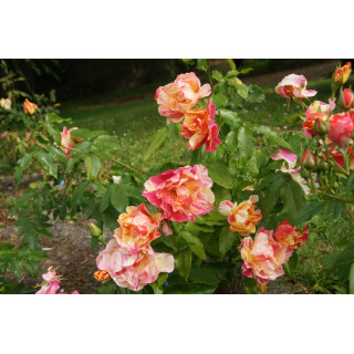 Rosier Terre des Roses® - Jacqueline Farvacques - ©Roses Guillot®