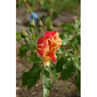 Rosier Terre des Roses® - Jacqueline Farvacques - ©Roses Guillot®