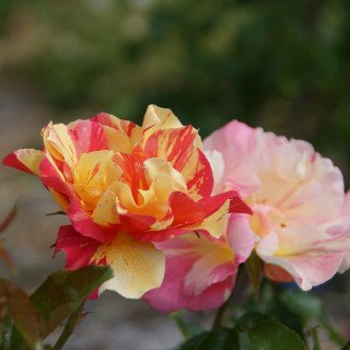 Rosier Terre des Roses® - Jacqueline Farvacques - ©Roses Guillot®