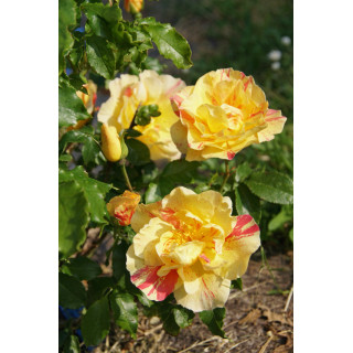 Rosier Terre des Roses® - Jacqueline Farvacques - ©Roses Guillot®