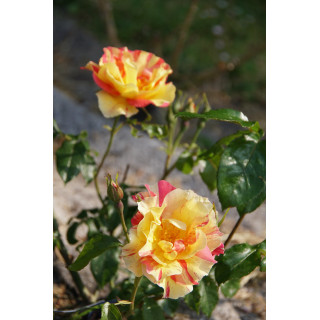 Rosier Terre des Roses® - Jacqueline Farvacques - ©Roses Guillot®